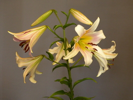 Foto: Dr. Peter Müller